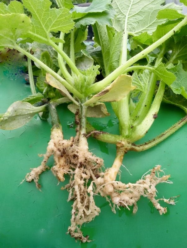 Giovani zucchine colpite da Nematodi (Meloidogyne Spp.)