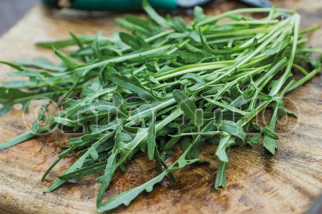 Formati Disponibili di Piantine di Rucola selvatica Selvatica per l&amp;#39;Orto