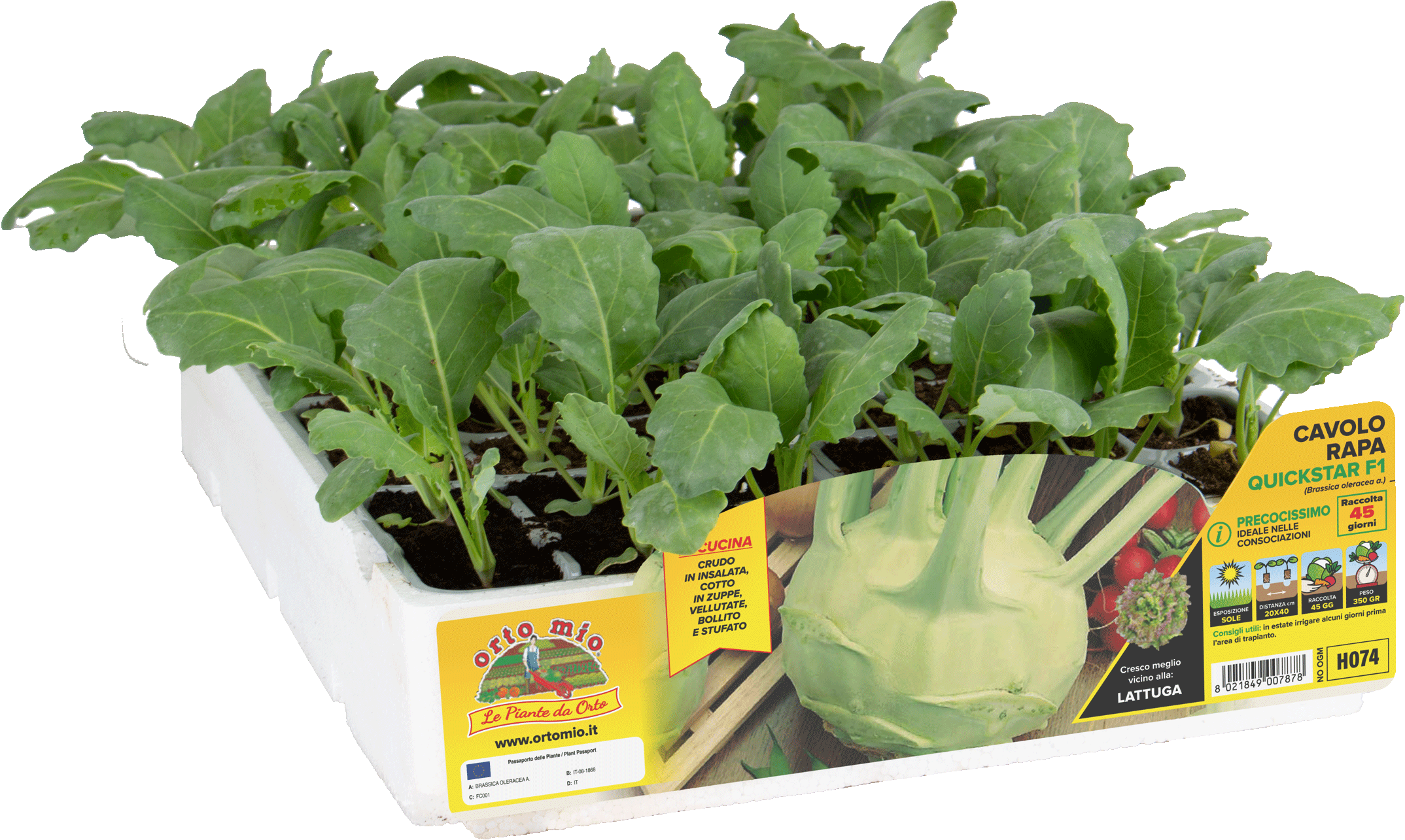 SEED Cavolo Rapa, I Primi BIANCO Vienna, HEIRLOOM, Organico, Non OGM - Foto 10