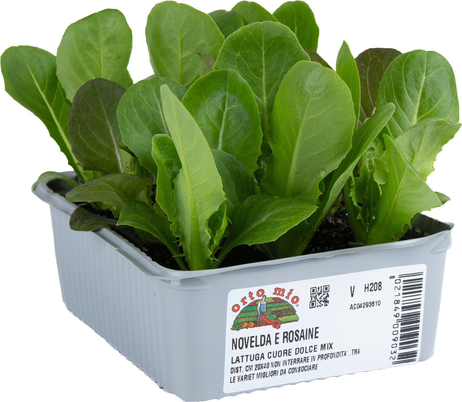 500 Semi Di Lattuga Salad Bowl - Varietà Croccante E Ondulata, Rizoseminabile, Resistente, Confezione Kraft
