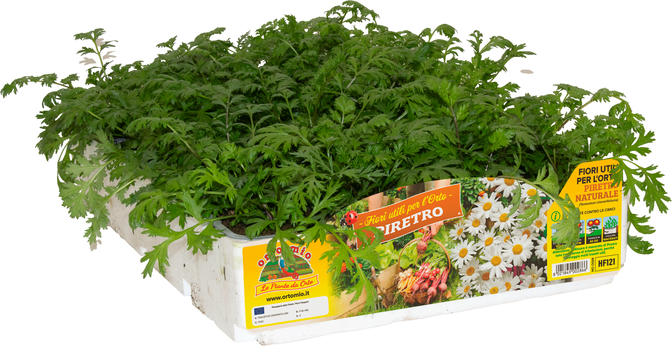 Fiori Utili Per L orto Piretro Variet E Formati Disponibili fiori-utili-per-l-orto-piretro-variet-e-formati-disponibili