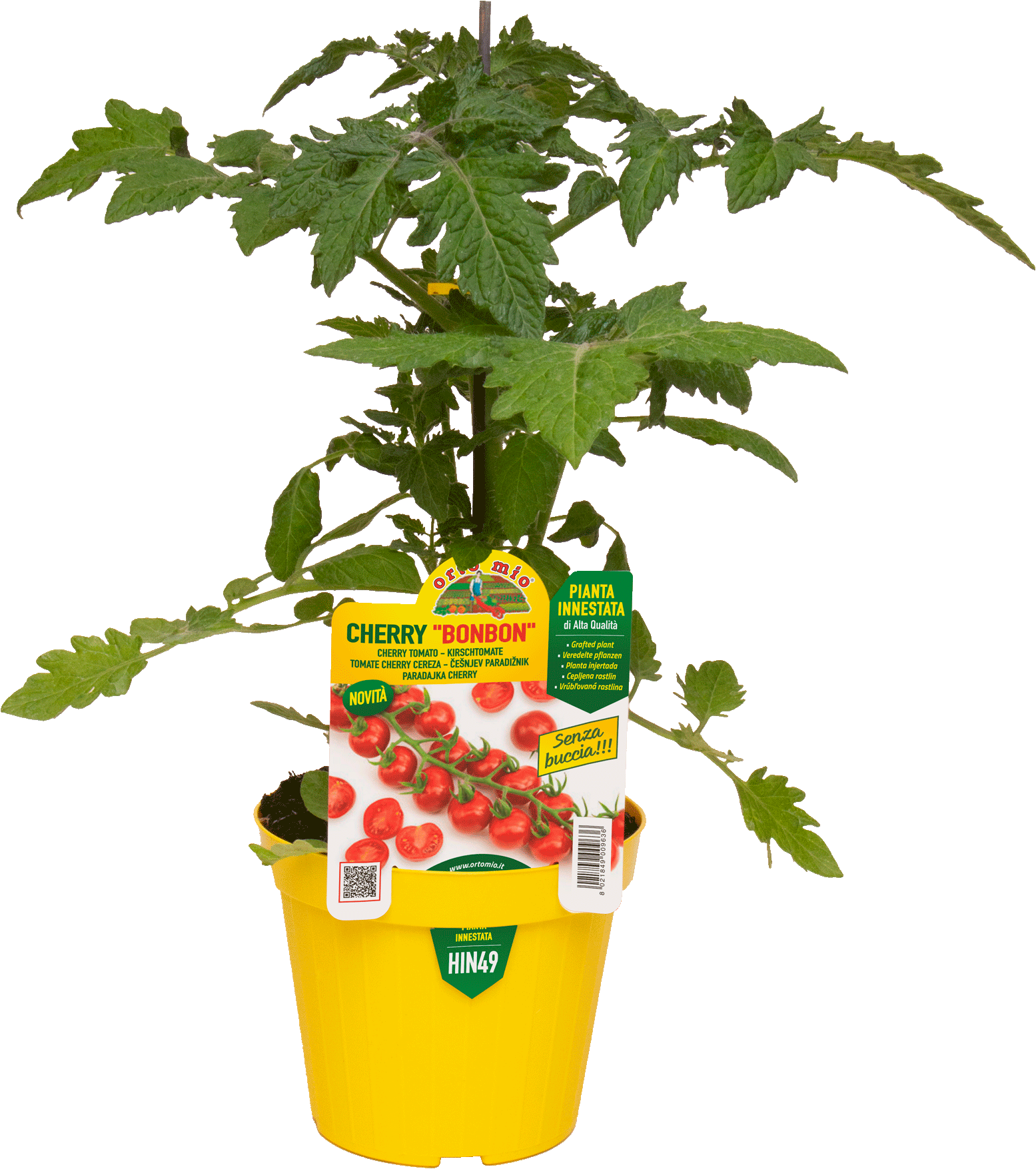 Piantina Di Pomodoro Cencara Innestato - Vaso 14 Cm, Pronta Per Trapianto, Vivaio Italiano